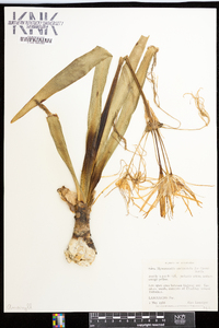 Hymenocallis occidentalis image