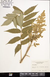 Rhus typhina image