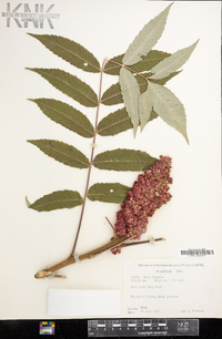 Rhus typhina image