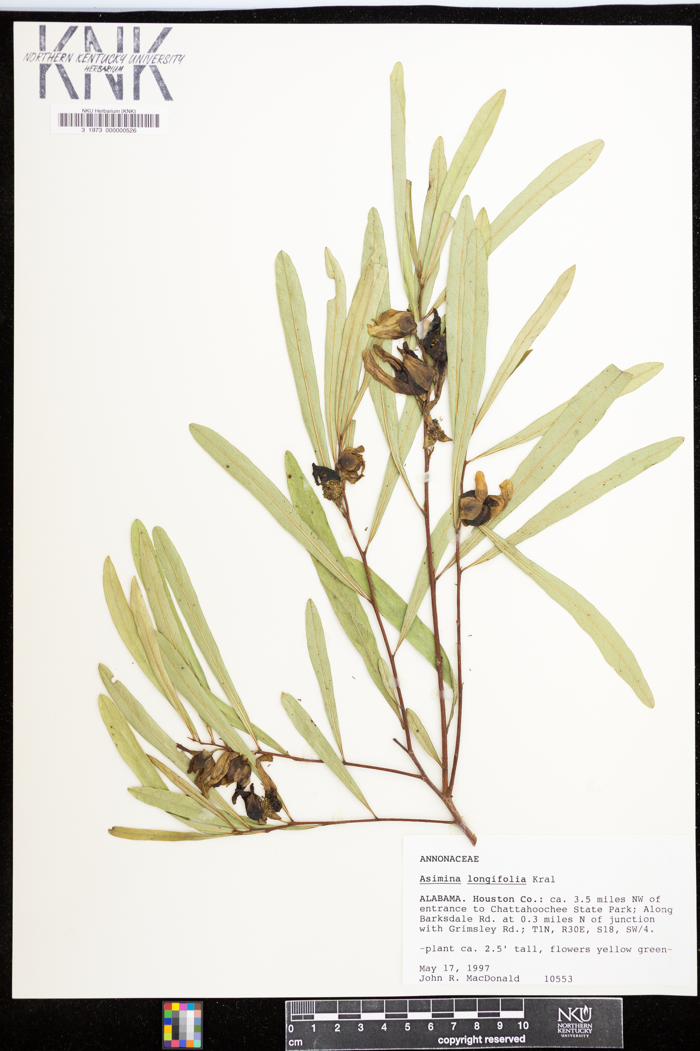 Asimina longifolia image