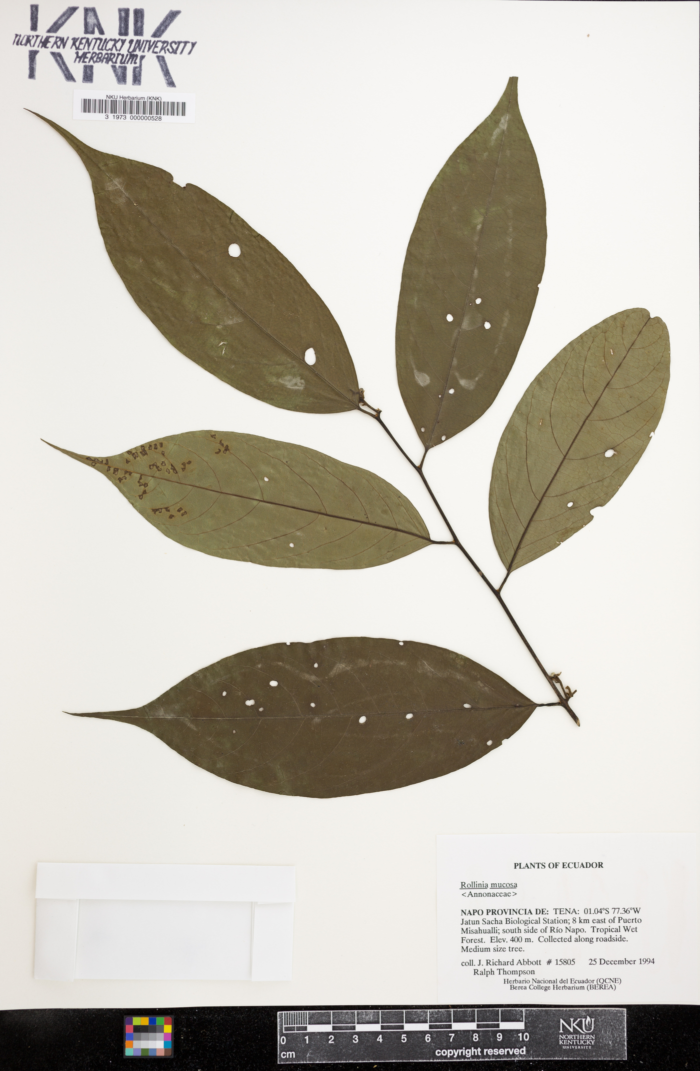 Rollinia mucosa image