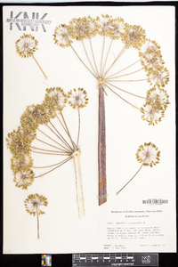 Angelica atropurpurea image