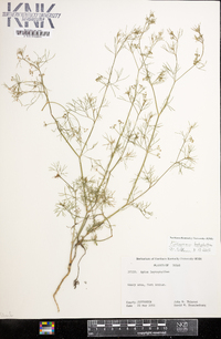 Cyclospermum leptophyllum image