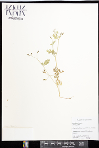 Chaerophyllum procumbens image