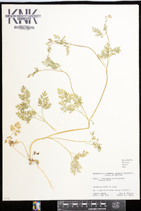 Chaerophyllum procumbens image