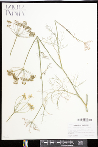 Foeniculum vulgare image