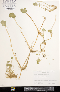 Hydrocotyle ranunculoides image