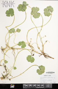 Hydrocotyle ranunculoides image