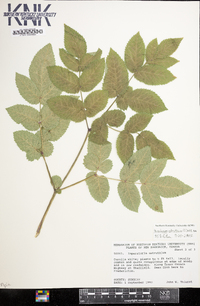 Peucedanum ostruthium image