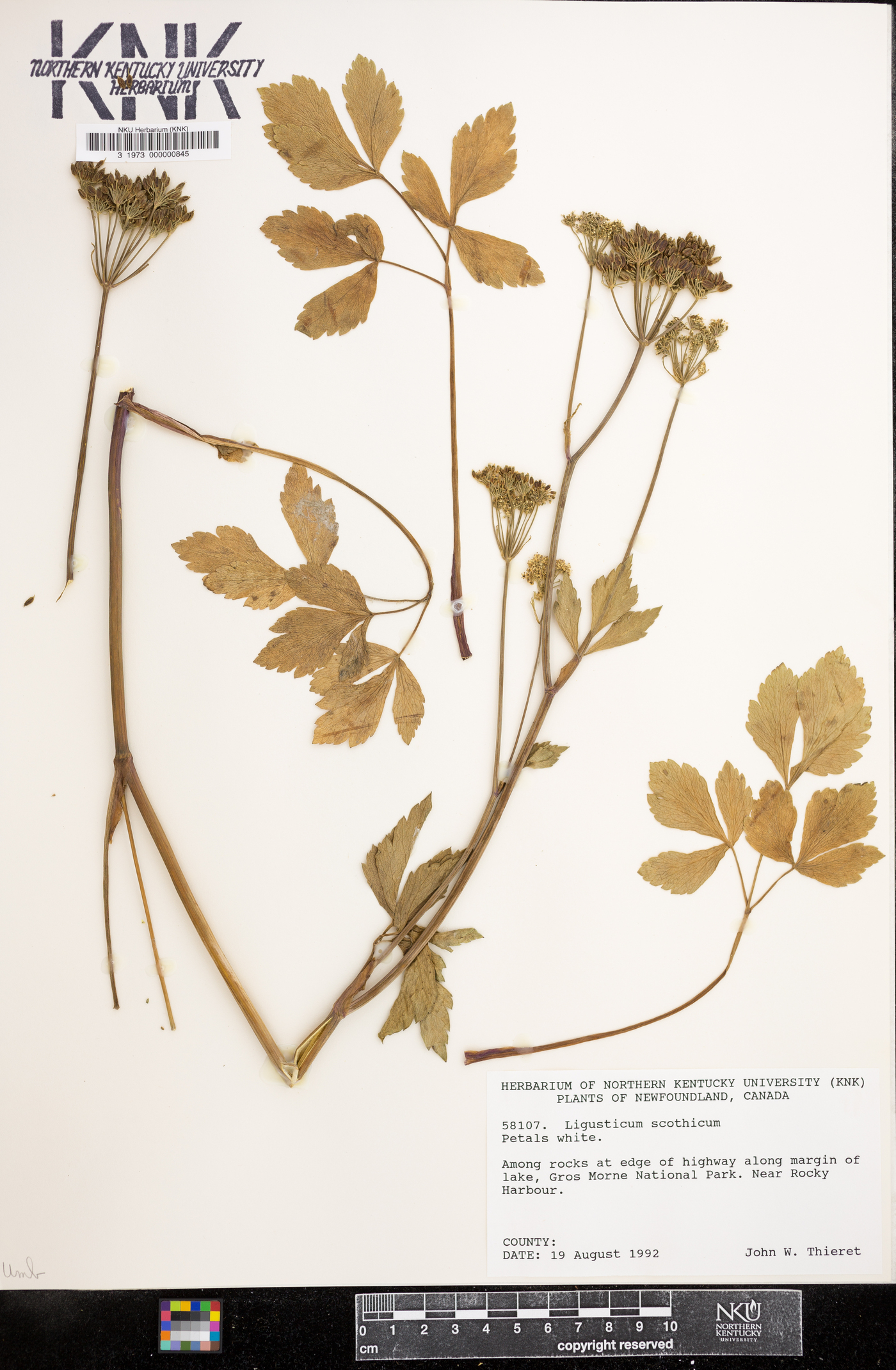 Ligusticum scothicum image