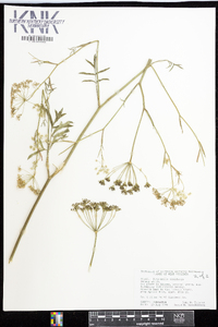 Pimpinella saxifraga image