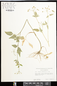 Thaspium trifoliatum image