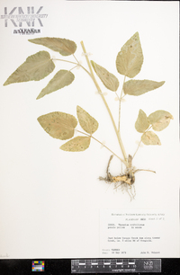 Thaspium trifoliatum image