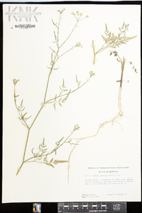 Torilis japonica image