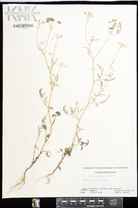 Torilis japonica image