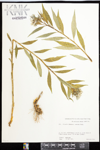 Amsonia tabernaemontana image