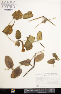 Echites umbellatus image