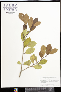 Ilex coriacea image