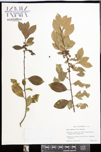 Ilex coriacea image