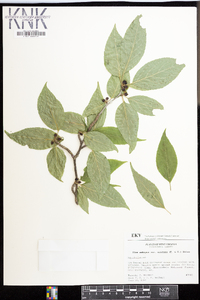 Ilex ambigua image