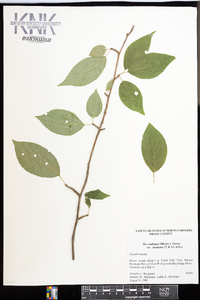 Ilex ambigua image