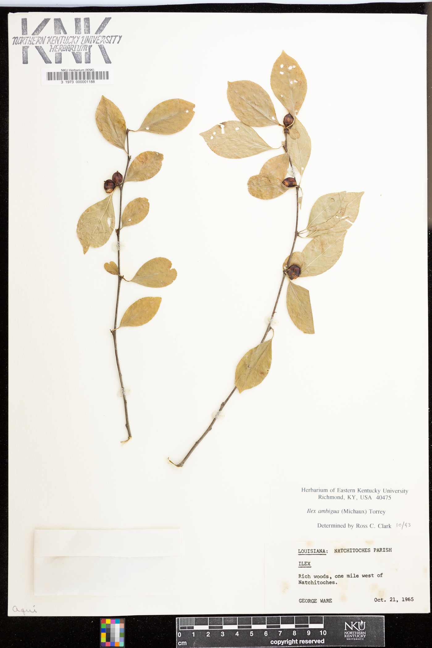 Ilex ambigua image