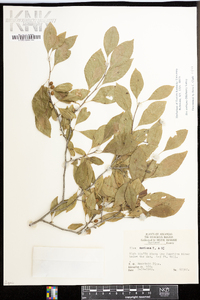 Ilex ambigua image