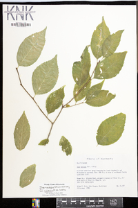 Ilex ambigua image