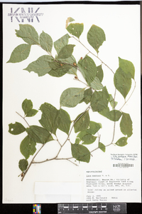 Ilex ambigua image