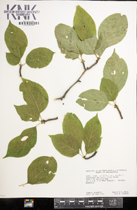 Ilex ambigua image