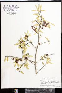 Ilex myrtifolia image