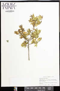 Ilex myrtifolia image