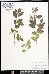 Ilex vomitoria image