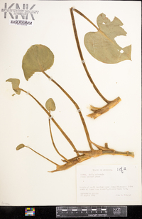 Calla palustris image