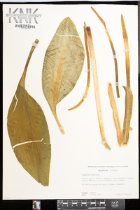 Lysichiton americanus image