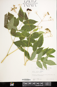 Aralia hispida image