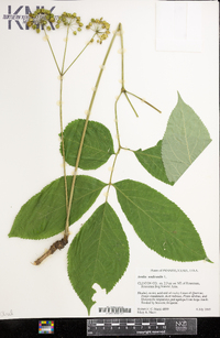 Aralia nudicaulis image