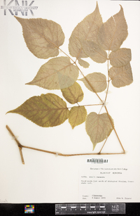 Aralia racemosa image