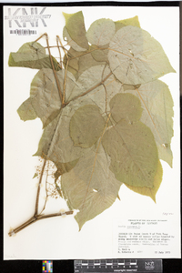 Aralia racemosa image