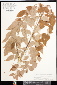 Aralia spinosa image