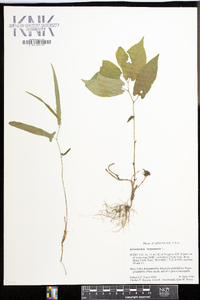 Endodeca serpentaria image