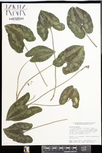 Image of Asarum splendens