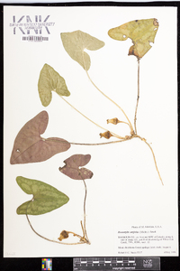 Hexastylis arifolia image