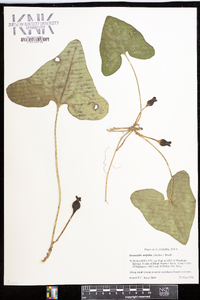 Hexastylis arifolia image