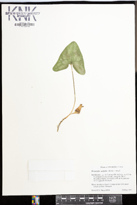 Hexastylis arifolia image