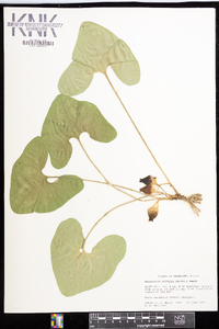 Hexastylis arifolia image