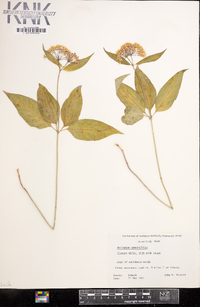 Asclepias quadrifolia image