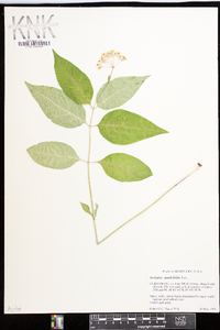 Asclepias quadrifolia image