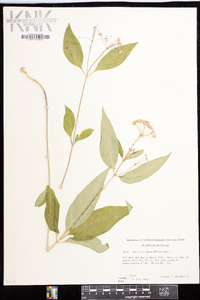 Asclepias quadrifolia image