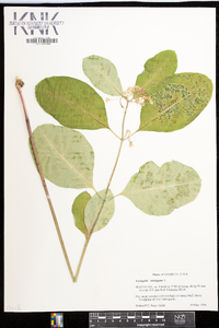 Asclepias variegata image